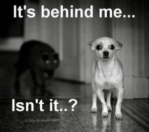 cat_Dog_ItsBehindMeIsntIt