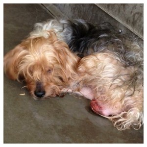 SanBernardinoCityShelterInjuredYorkie