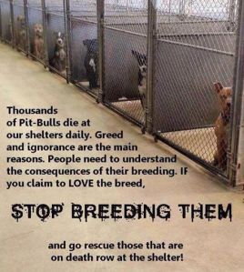 Stop Breeding Pit Bulls